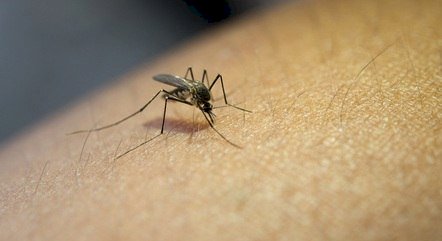 Vacina contra todos os sorotipos de dengue estará disponível na rede privada na semana que vem