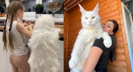 'Maior gato do mundo' consegue abrir porta sozinho e choca web
