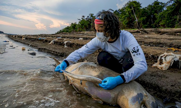 Equipe de busca encontra mais cinco carcaças de botos no Amazonas