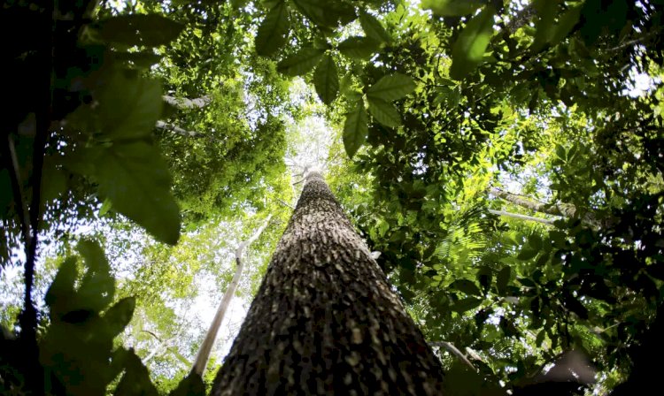 Em nova doação, Noruega repassa mais de R$ 270 mi ao Fundo Amazônia