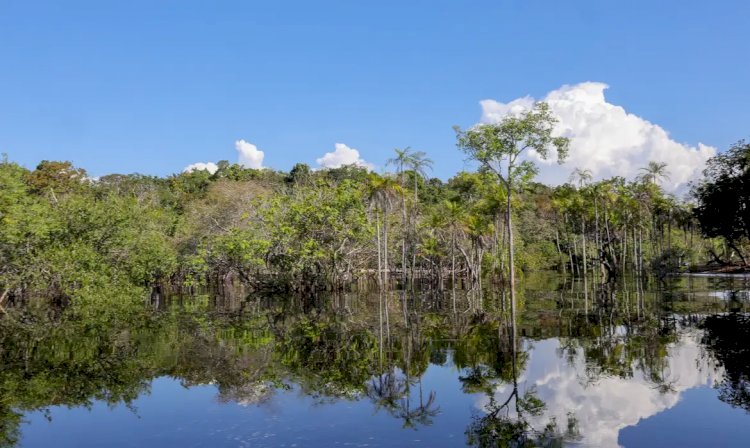 Sociedade civil aposta em parcerias para recuperação florestal no país