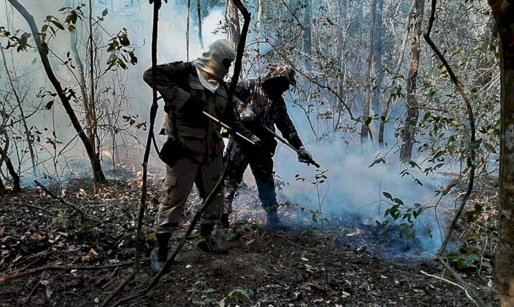 Incêndios queimaram 30? área do Pantanal em 2020, mostra estudo