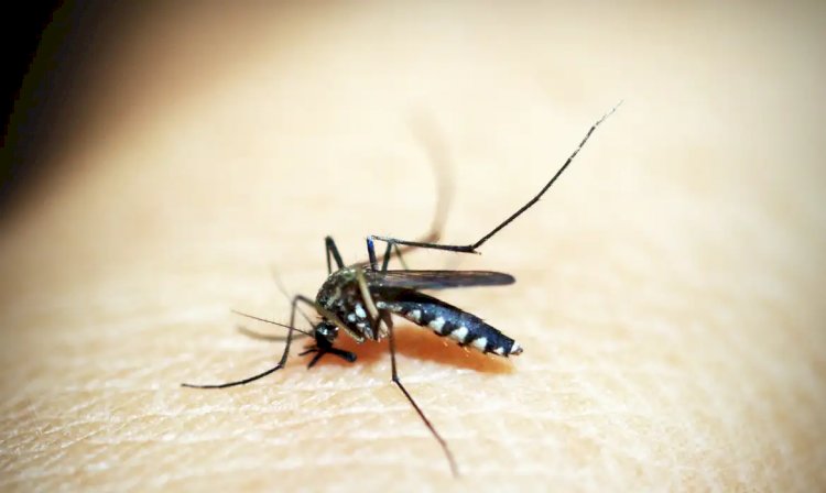 Saiba os locais onde haverá vacinação contra dengue no DF