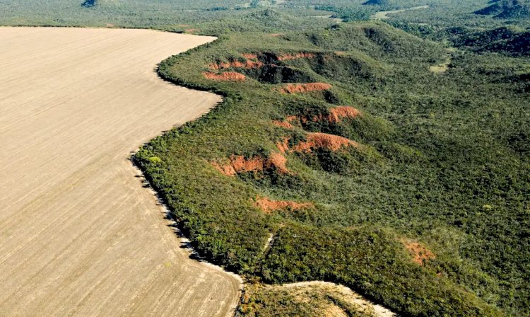 Cerrado perde em janeiro área equivalente à de Maceió