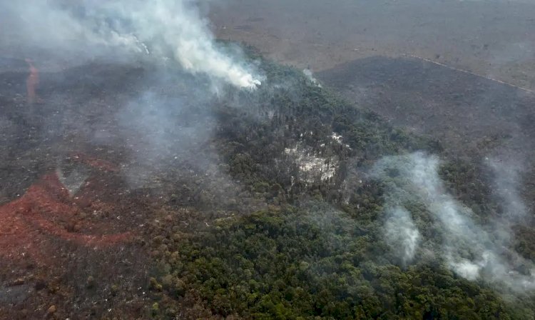 Valor da produção primária florestal aumenta 11,2% em 2023